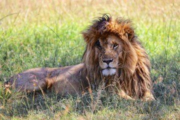 Obraz na płótnie Canvas portrait of a the lion named scarface at the masai mara national park kenya africa