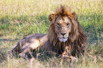 Fototapeta na wymiar portrait of a wonderful lion at the masai mara national park