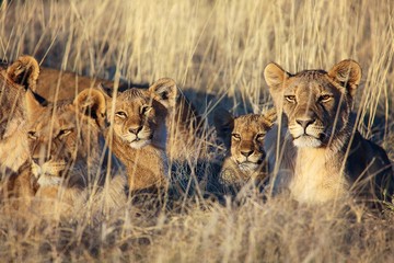 pride of lions resting at etosha national park namibia africa - obrazy, fototapety, plakaty