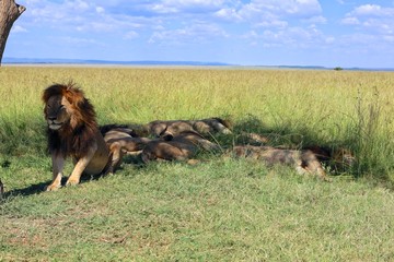 pride of male lion resting at the masai mara national park
