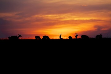 sunset with animals at the masai mara national park kenya africa