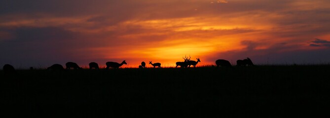 wonderful sunset with animals at the masai mara national park kenya africa