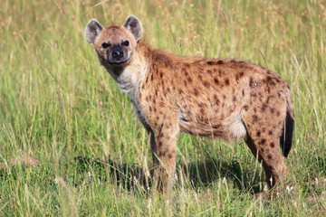 young spotted hyena at the masai mara national park kenya africa