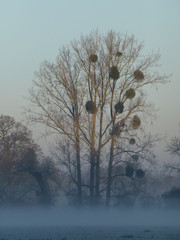 Mist forming in a field at sunset, with tall tree covered in bunches of mistletoe in the background 