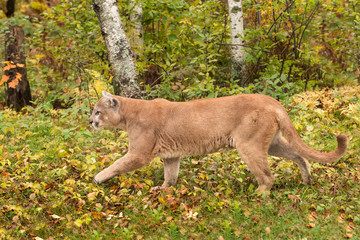 Fototapeta na wymiar Adult Male Cougar (Puma concolor) Walks Left