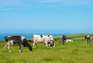 Le pâturage des vaches laitières