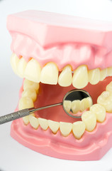 Denture shows how to brush teeth, dental equipment