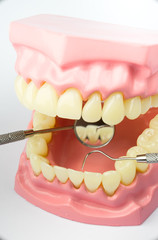 Denture shows how to brush teeth, dental equipment