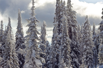 snow covered trees in winter