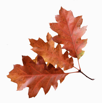 Eichenblatt-Herbstlaub