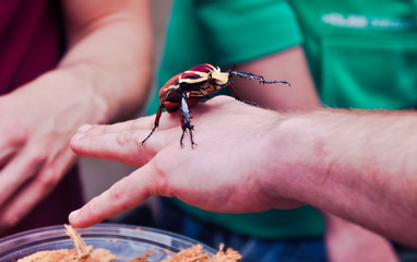 Goliath beetle on animal show