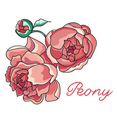 Peony flower isolated on a white background