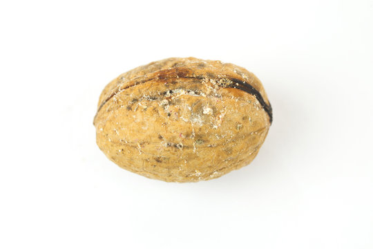 Wormy walnut on white