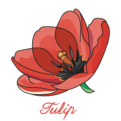 Red and beautiful tulip 