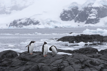 Obraz premium Gentoo Penguins at Paradise Harbour, Antarctica. 
