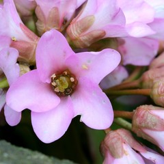 Bergenia