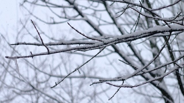 Slanting snow falls on background of tree crown in winter day