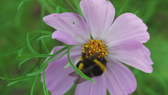 Bumblebee on cosmos flower