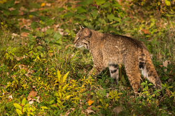 Bobcat (Lynx rufus) Walks Left Through Grass