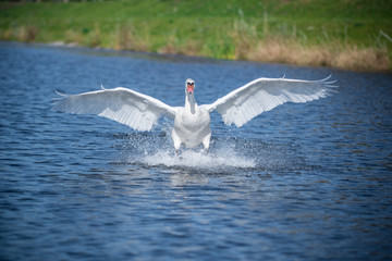 swan landing © shotem