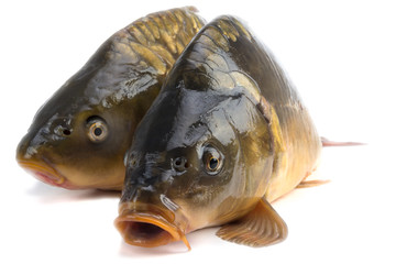mirror carp - weighing 3 pounds of fish