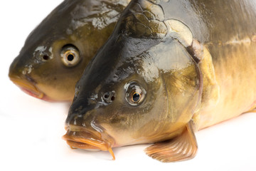 mirror carp - weighing 3 pounds of fish