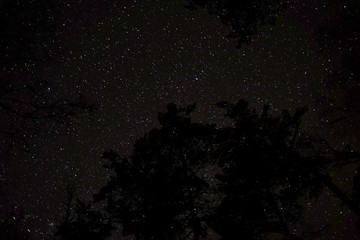 Starry sky and trees