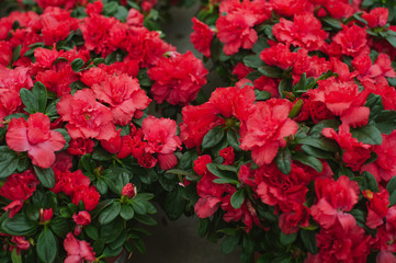 Blooming red rhododendron