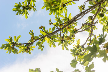 Green fig fruits on branches 