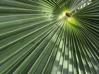 Palmwedel einer Stechpalme im Gewächshaus