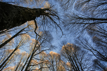 Il bosco visto dal basso