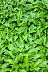 Fototapeta na wymiar Green leaves of hosta with rain drops