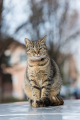 Naklejka na ściany i meble Cute striped tabby cat sits on a car roof.