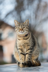 Naklejka na ściany i meble Cute striped tabby cat sits on a car roof.