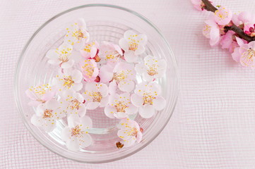 Fototapeta na wymiar Cherry blossom flowers in a bowl