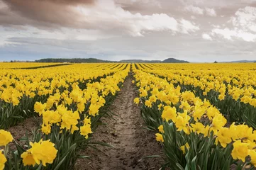 Photo sur Aluminium Narcisse Champs de jonquilles. La vallée de Skagit, dans l& 39 État de Washington, est connue pour son festival des tulipes, mais avant que les tulipes colorées n& 39 éclatent, les jonquilles font leur apparition. Un signe certain que le printemps est arrivé.
