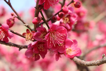 Japanese apricot[ flower tree
