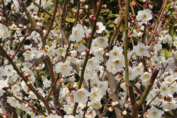 Japanese apricot[ flower tree