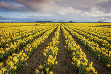 Daffodil Fields. The Skagit Valley, in Washington state, is known for it's tulip festival but before the colorful tulips erupt the daffodils make an appearance. A sure sign that spring has sprung.