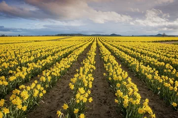 Photo sur Aluminium Narcisse Champs de jonquilles. La vallée de Skagit, dans l& 39 État de Washington, est connue pour son festival des tulipes, mais avant que les tulipes colorées n& 39 éclatent, les jonquilles font leur apparition. Un signe certain que le printemps est arrivé.