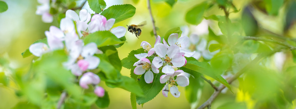Hummel im Anflug auf eine Bl&uuml;te