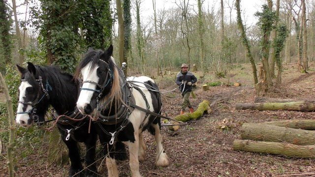 Cob horses dragging a tree trunk to a pile of logs