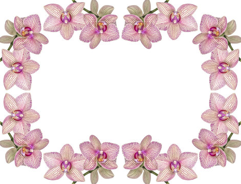 Background of blooming orchids on a white background. Image with copy space.