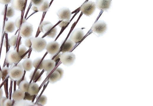 willow catkins isolated