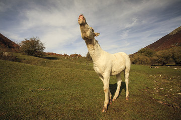Un cavallo che nitrisce