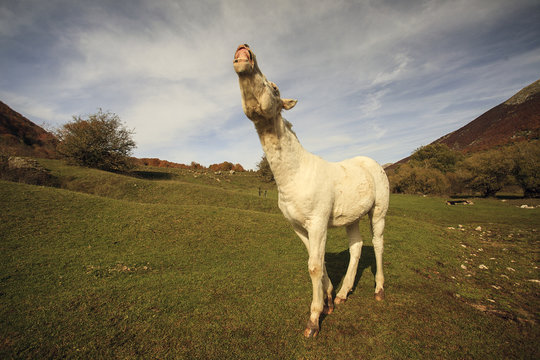 Un cavallo che nitrisce