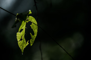 Back light on a leaf