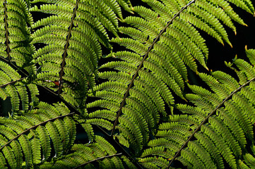 Fern leafs