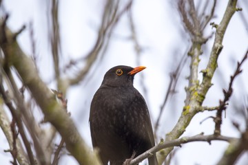 Blackbird (Turdus Merula)