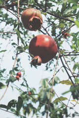 Pomegranate fruit